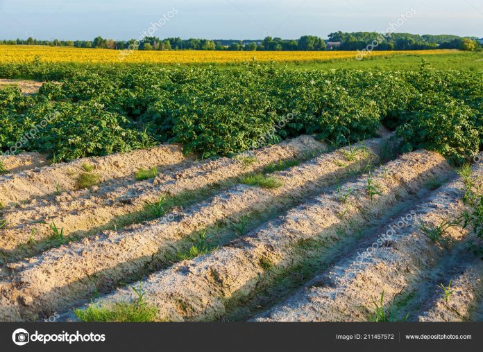 Field with flowering shrubs of potato High beds for potato growing